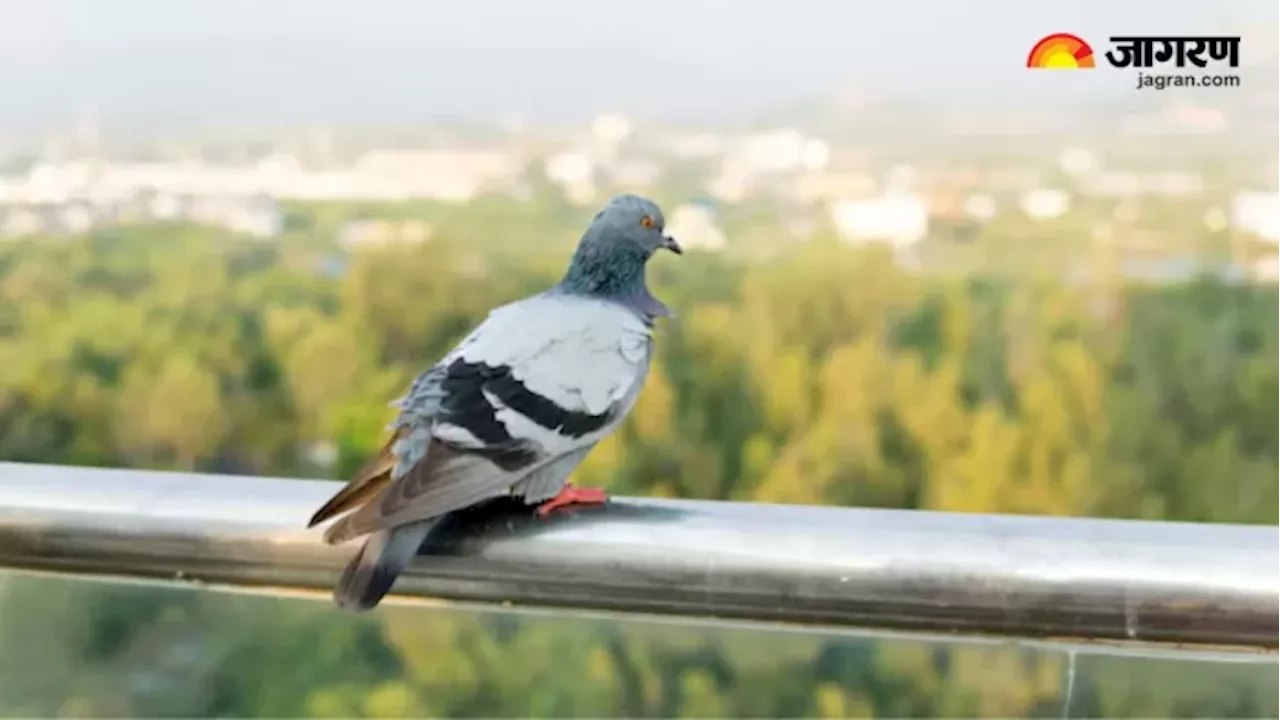 कबूतरों का बसेरा बन गई है आपकी बालकनी, तो इन्हें दूर भगाने के लिए आजमाएं 5 तरीके