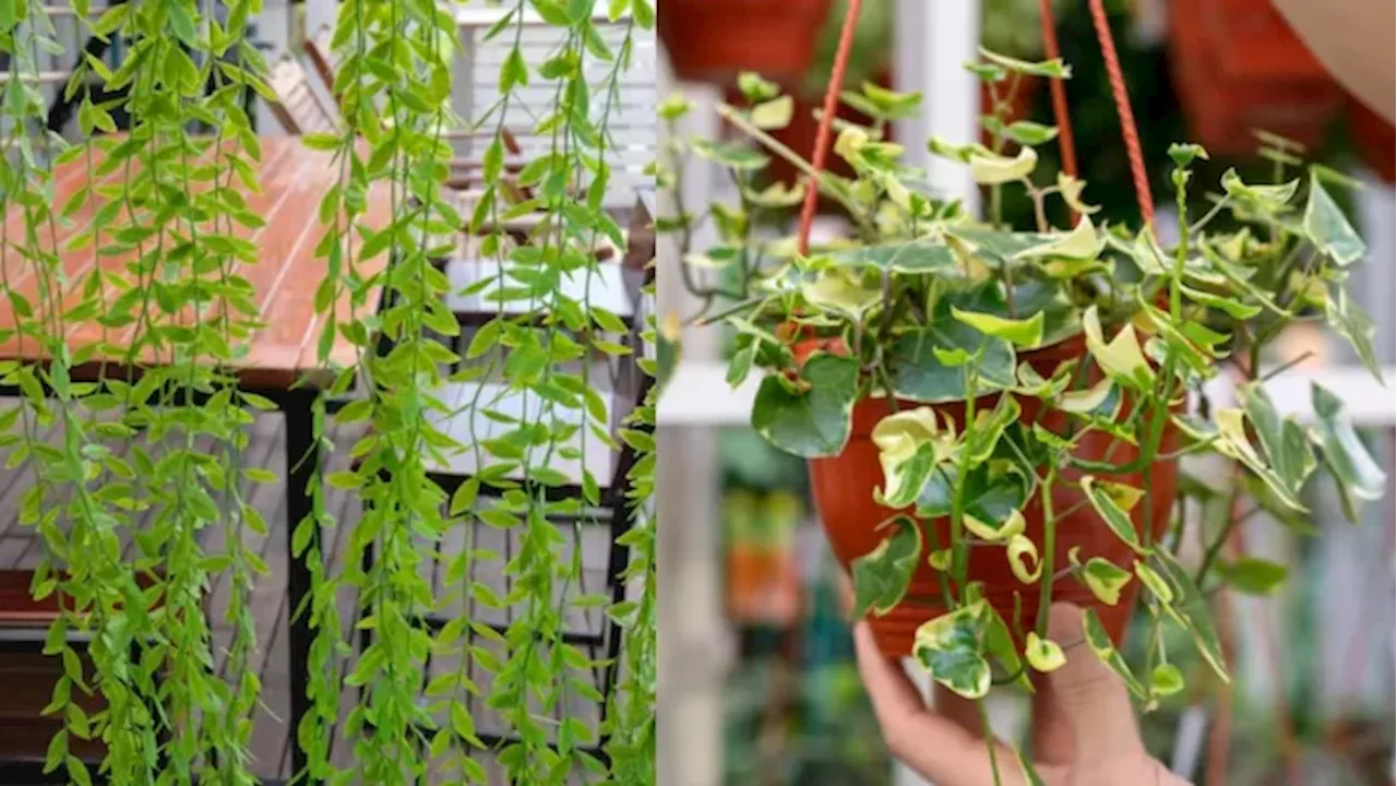 छोटी बालकनी को भी खूबसूरत बना देंगे ये Climbing Plants, बढ़ जाएगी घर की खूबसूरती