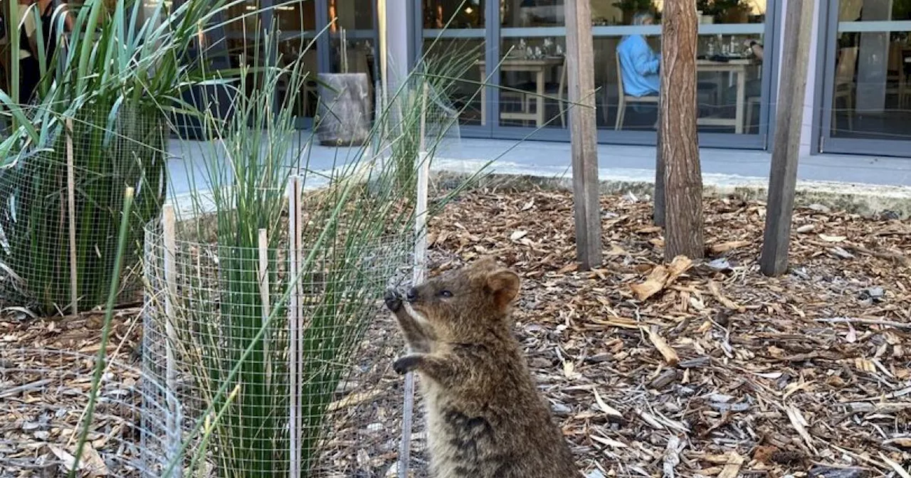 Rottnest Island: Das Quokka-Paradies