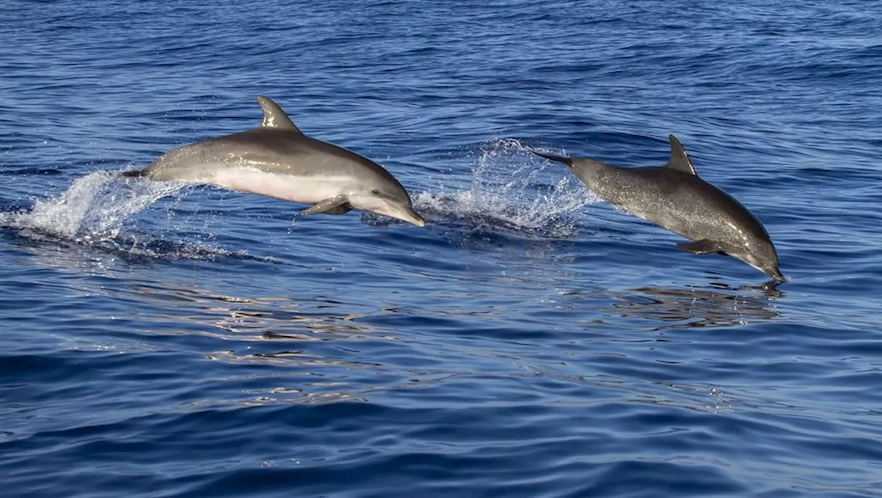 Dauphins dans la Garonne : une scène inhabituelle à Bordeaux