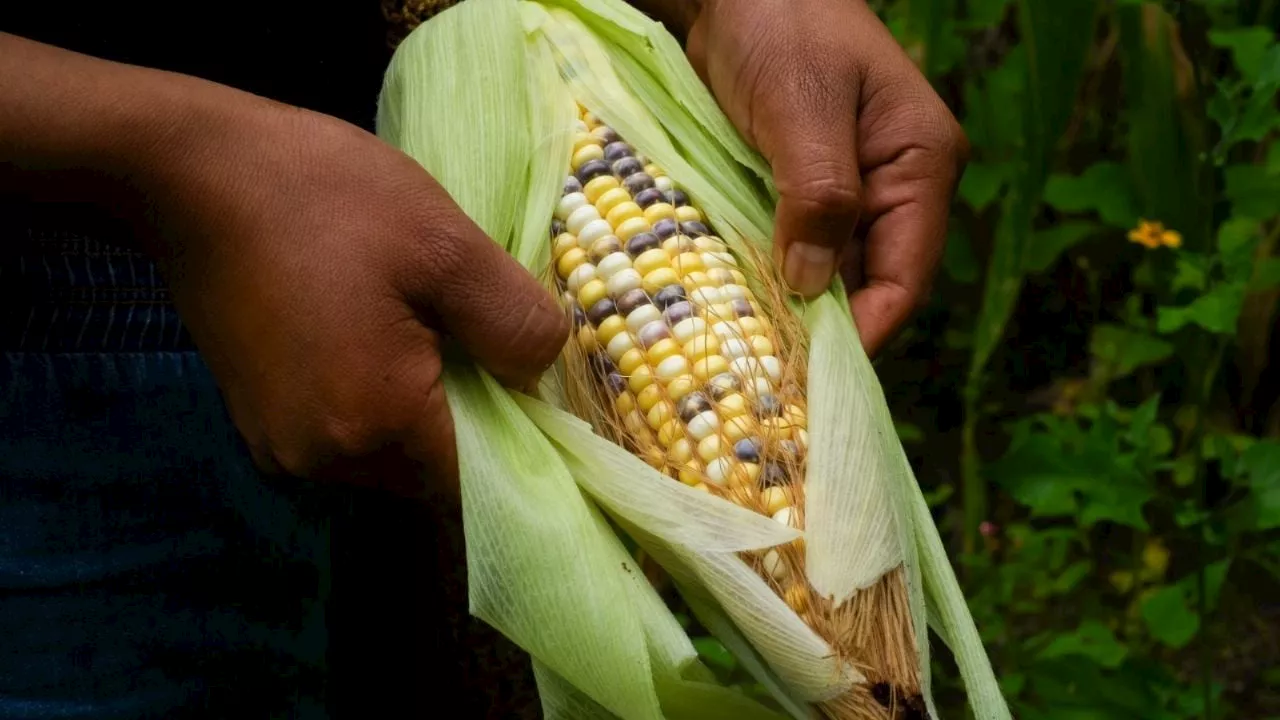 El maíz, un grano que une a México y el mundo