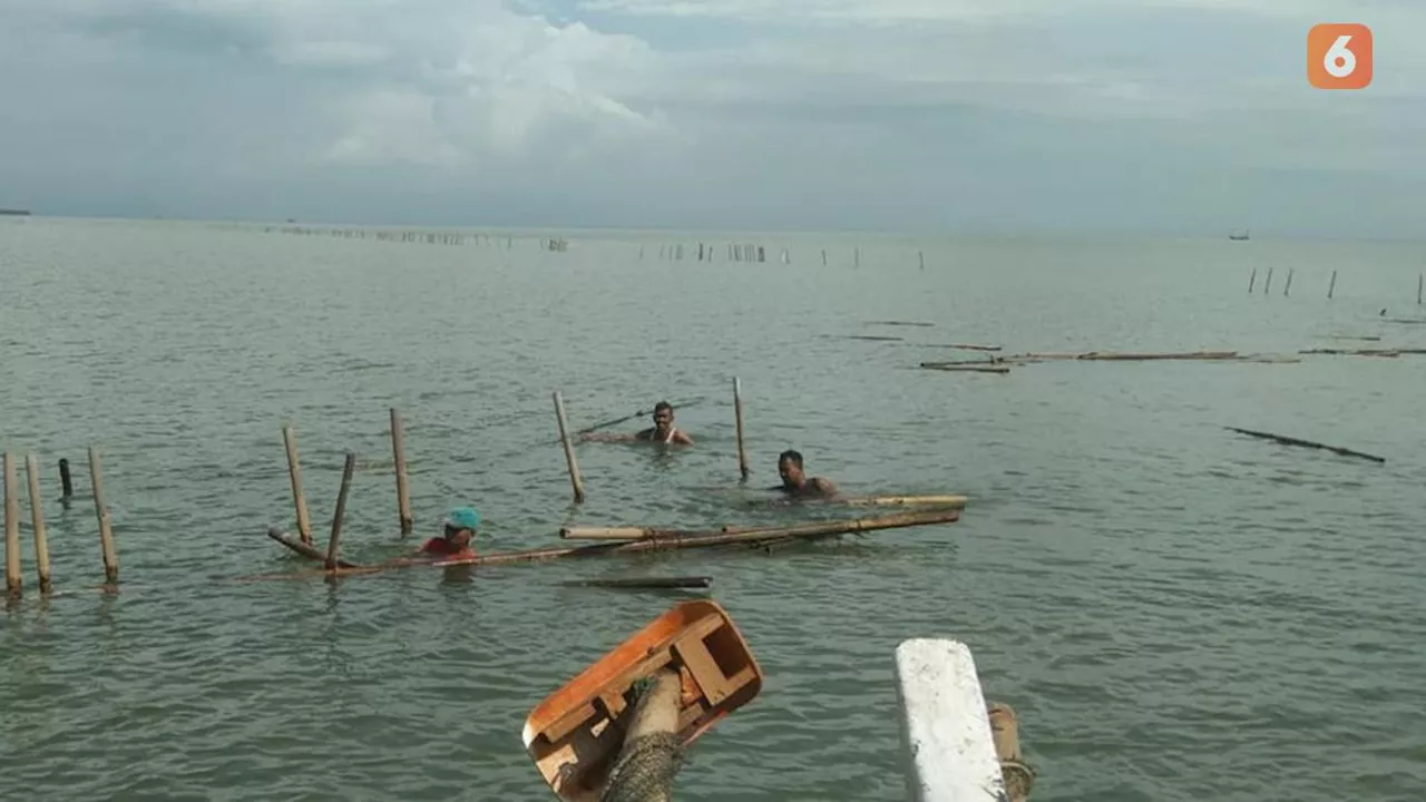 Nelayan Buru-Buru Cabut Bambu Bekas Budidaya Kerang Hijau, Khawatir Isu Miring Pagar Laut