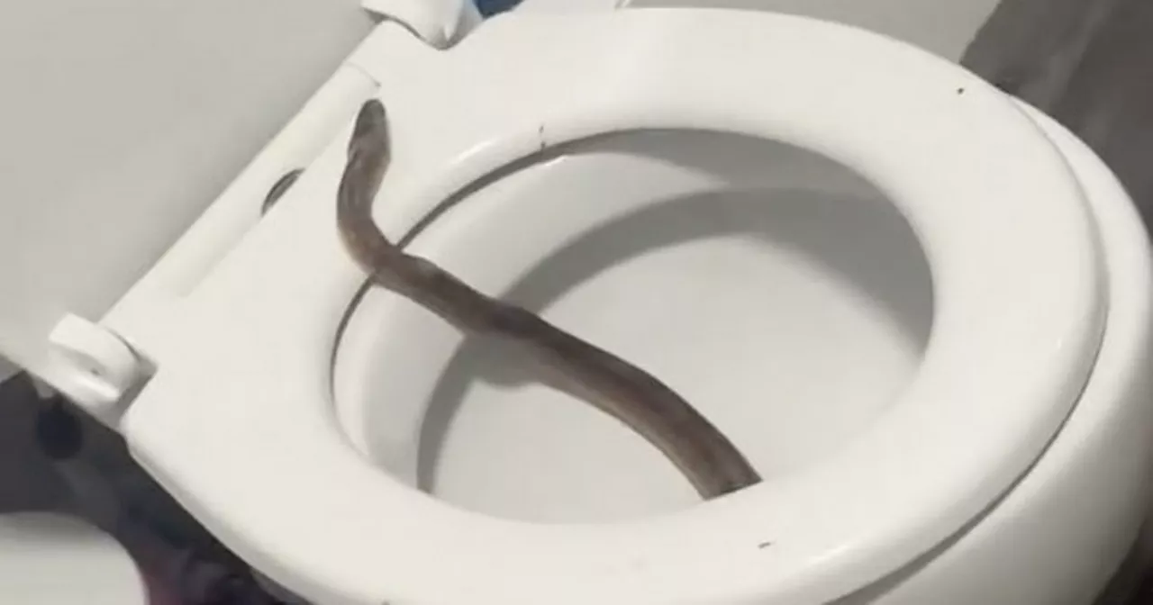 Snake Slips Out of Toilet, Leaving Nursery Worker Terrified