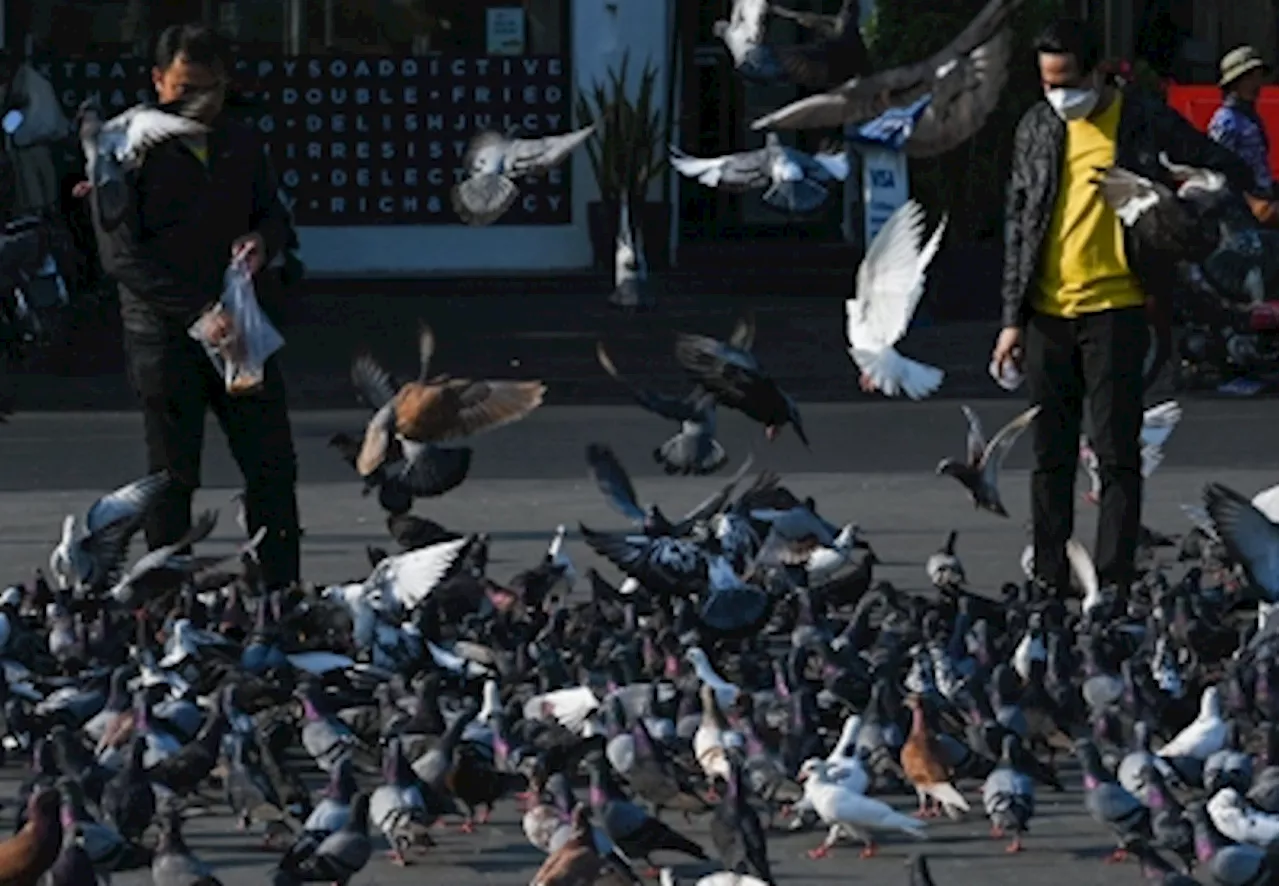 Pigeons: From Charming to City Pests