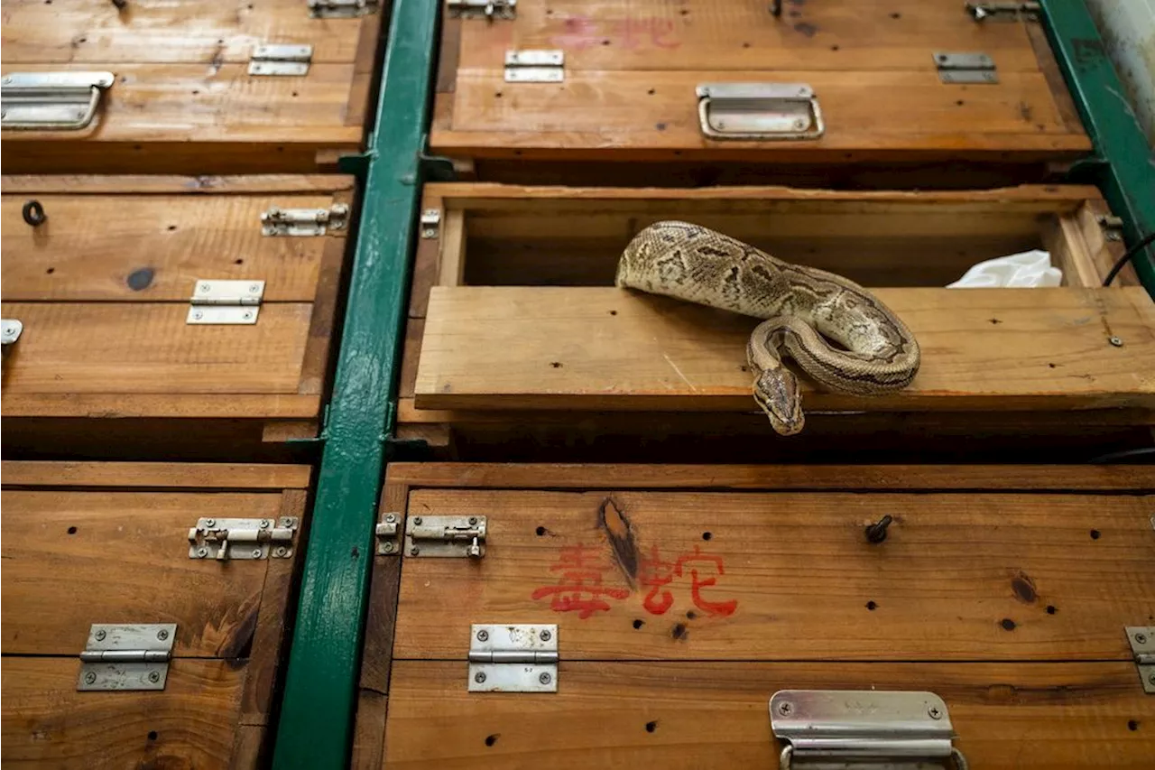 Hong Kong's snake soup is slithering away but still simmers in a decades-old kitchen