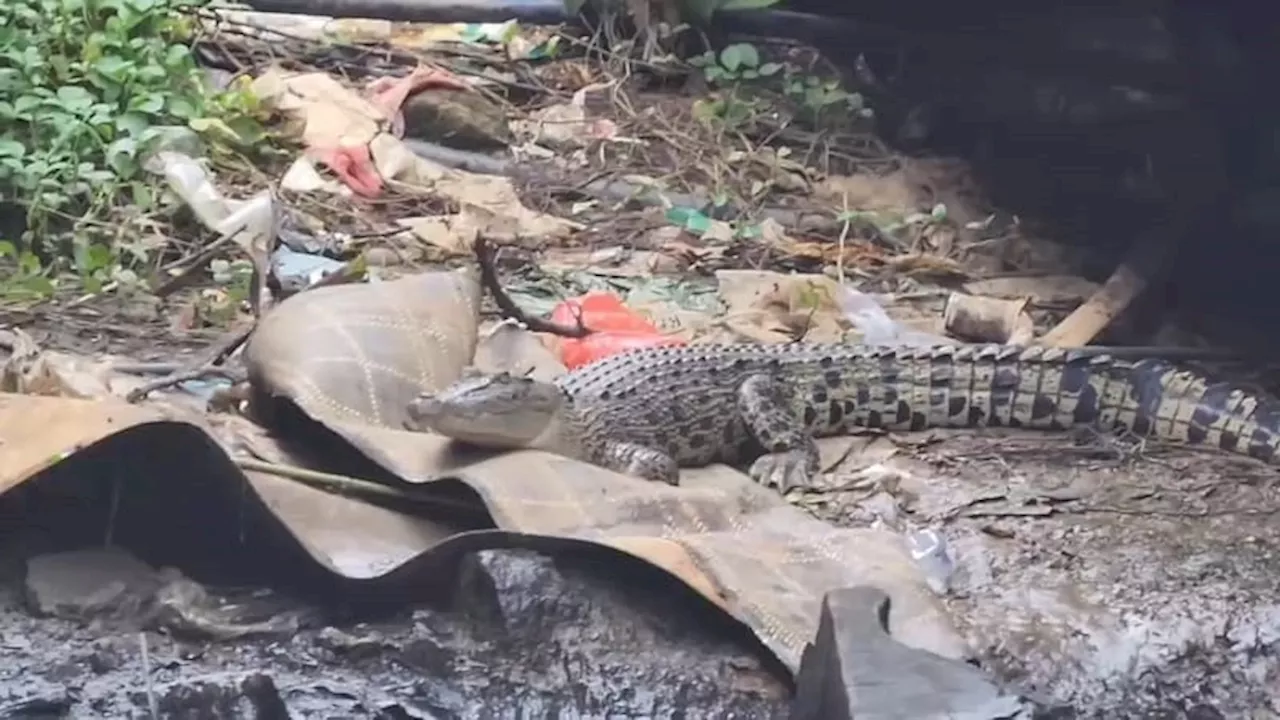 Buaya Muncul di Kali Cengkareng Drain PIK, Petugas: Ada Lebih dari Satu Ekor