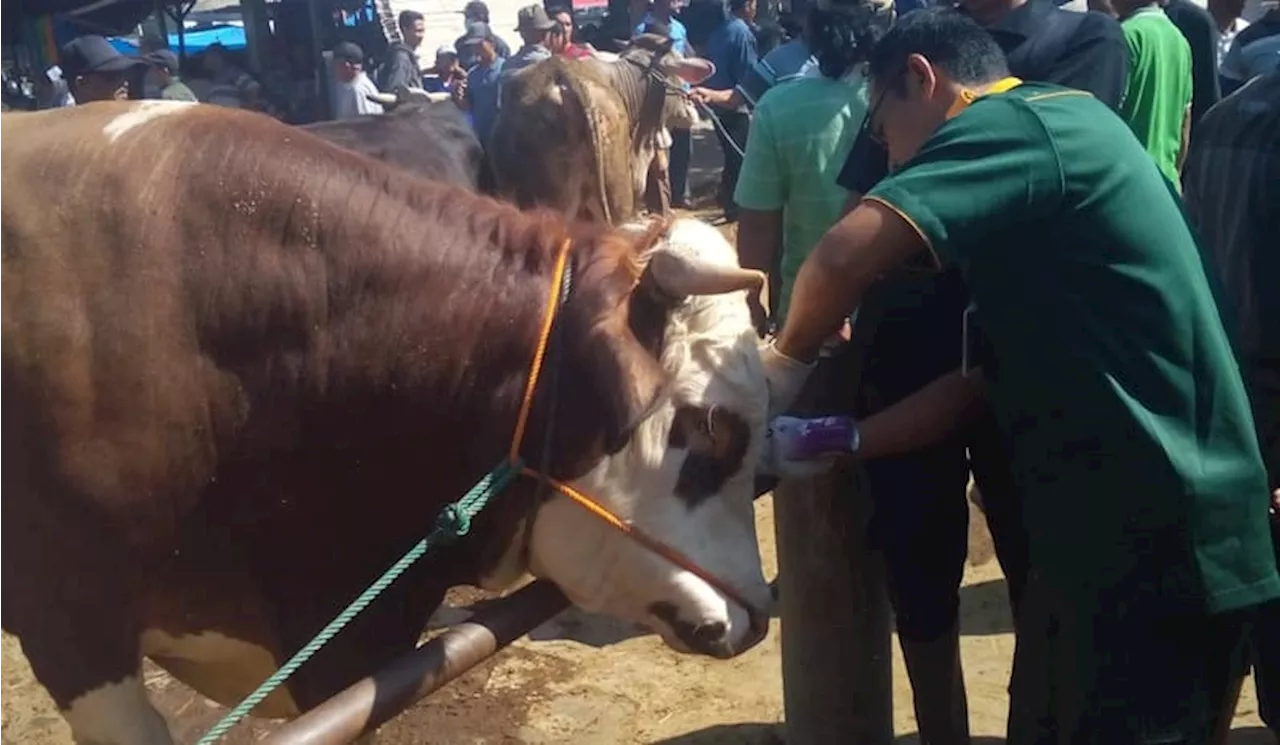 Kasus PMK di Klaten Bertambah, 1.236 Sapi telah Divaksinasi