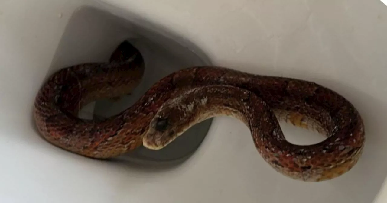 Woman Finds Corn Snake in Toilet and is Too Scared to Use It