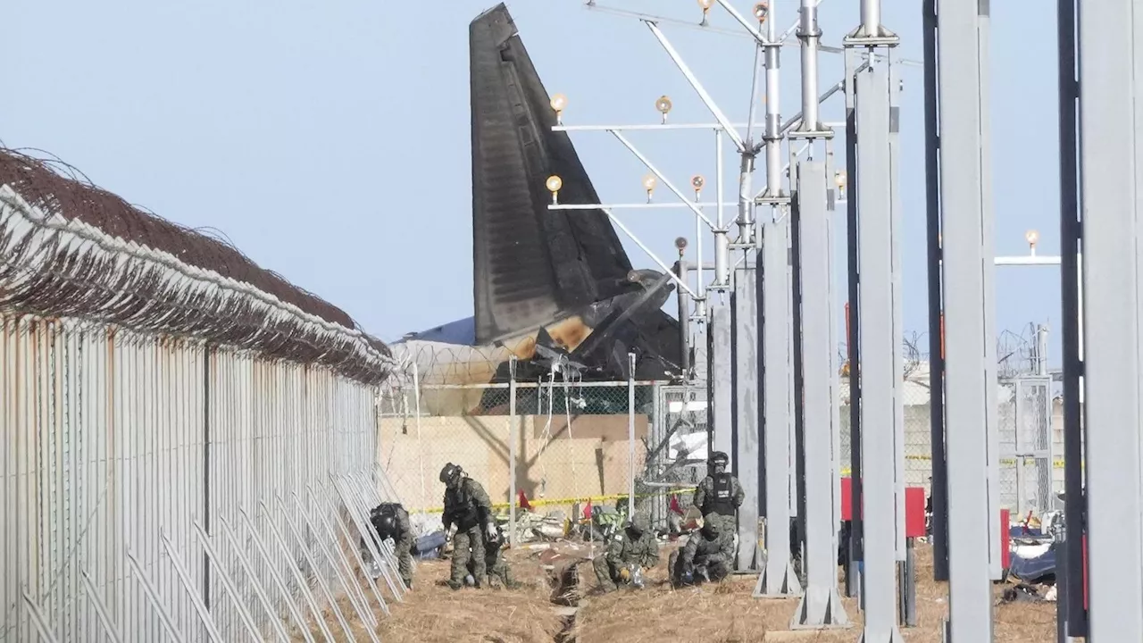 Vogelschlag als Ursache für Flugzeugabsturz in Südkorea?