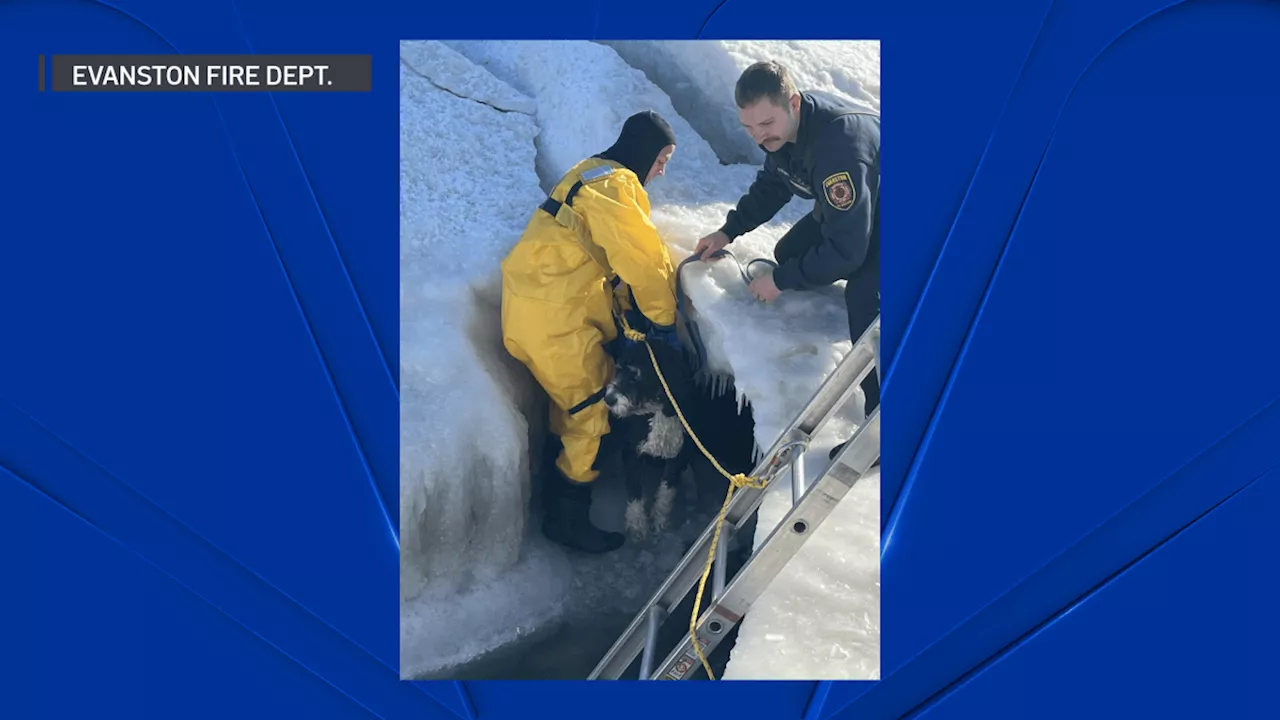 Evanston Dog Beach Closed After Two Dogs Rescued From Melting Ice Shelf