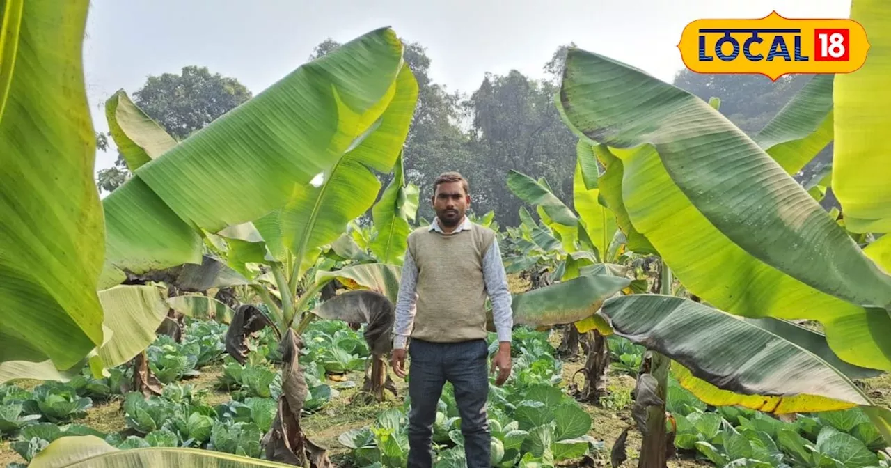  सहफसली खेती से किसानों को रौयत, केला और पत्ता गोभी साथ उगा कर करोड़पति बन रहे हैं