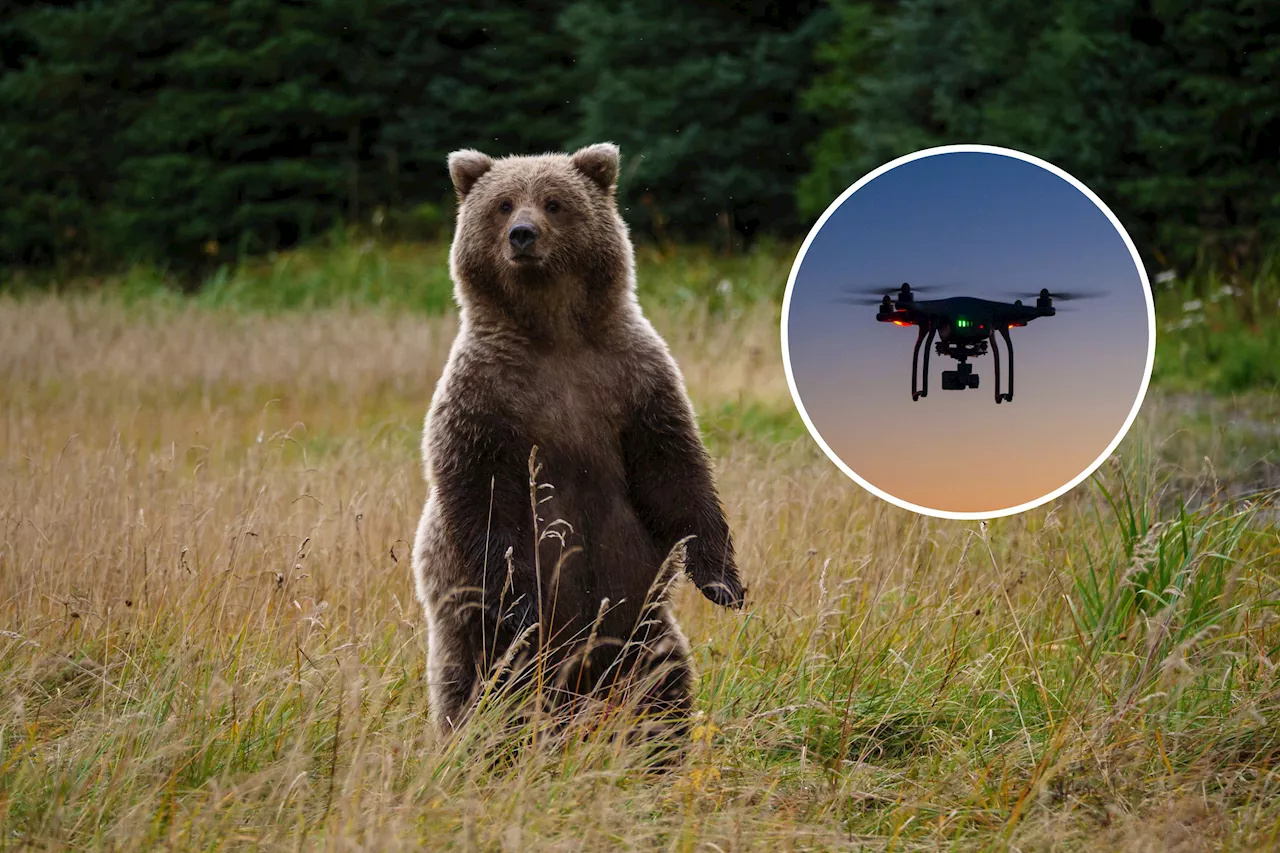 Drones Could Be 'Magic Tools' in Fight Against Bears