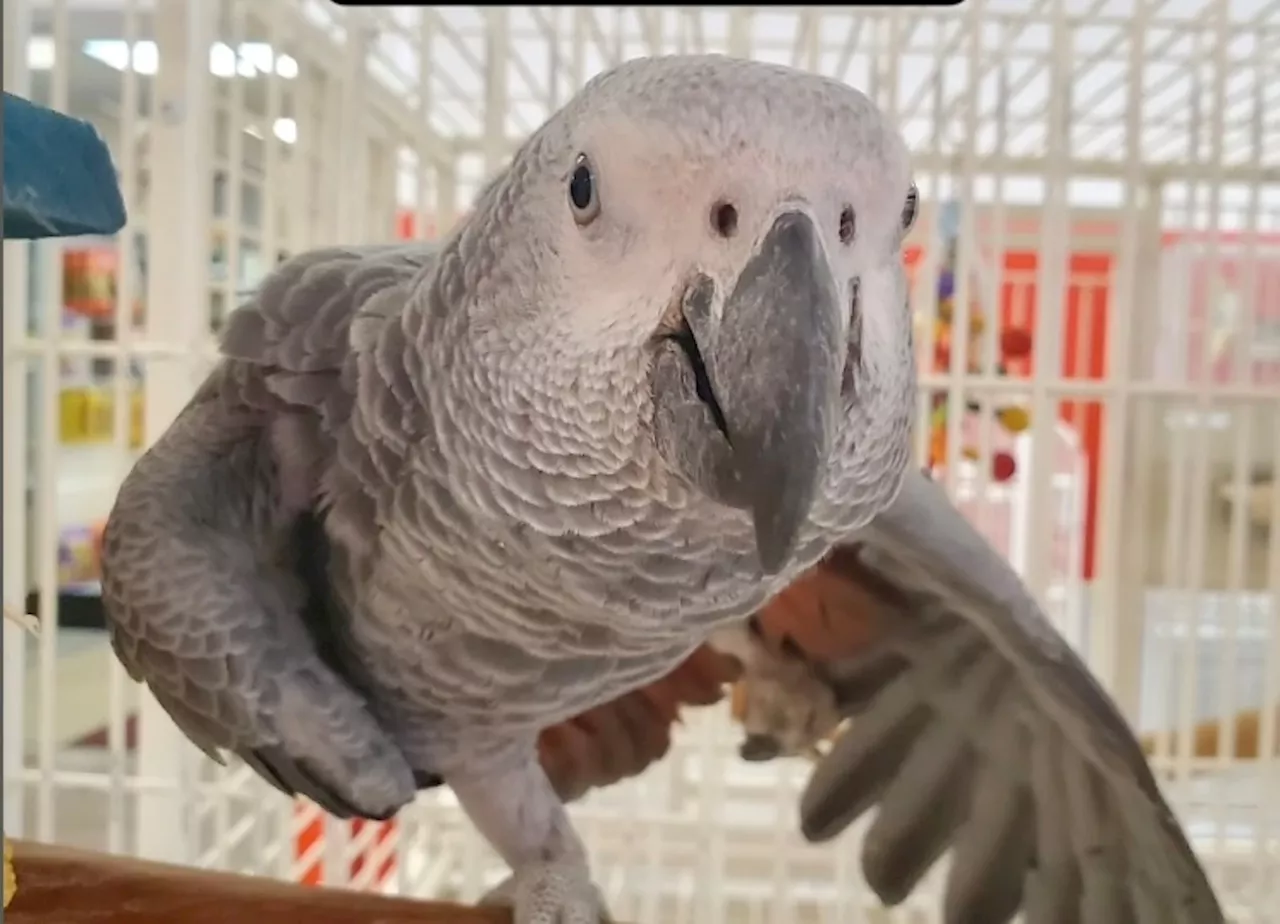 African grey parrot valued at $7K stolen from N.J. exotic bird shop