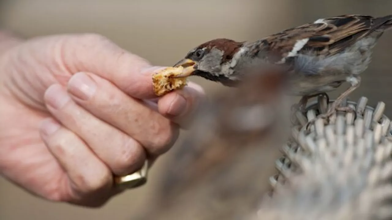 Mag je eigenlijk wel brood voeren aan vogels?