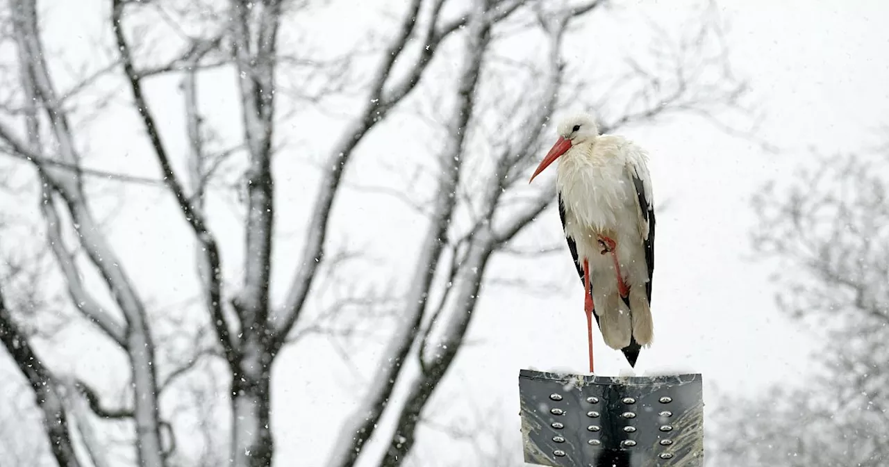 Tödliche Attacke nahe dem Tierpark Olderdissen: Bielefeld trauert um „Frau Meier“