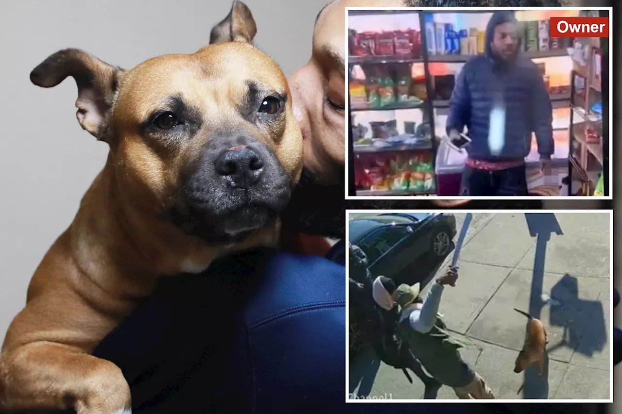 Bronx Dog Walker Faces Machete Attack, Terrified of Retaliation