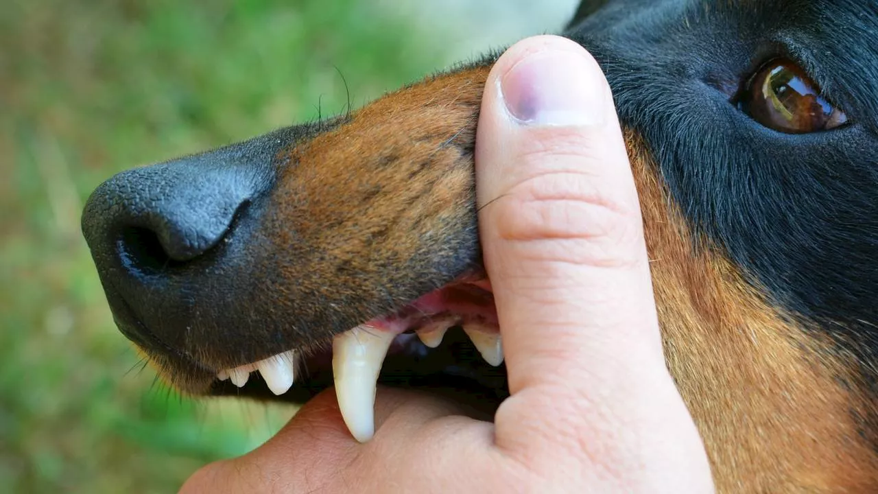 Twee Loslopende Honden Aanvallen Drie Mensen in Zevenbergen