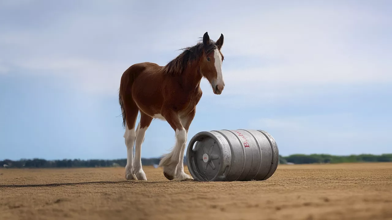 Budweiser’s baby Clydesdale goes foal out in Super Bowl ad: Watch it here