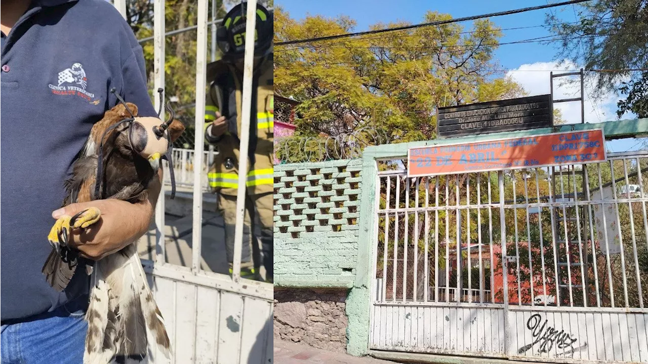 Bomberos rescatan a un halcón atrapado en un árbol en Guanajuato