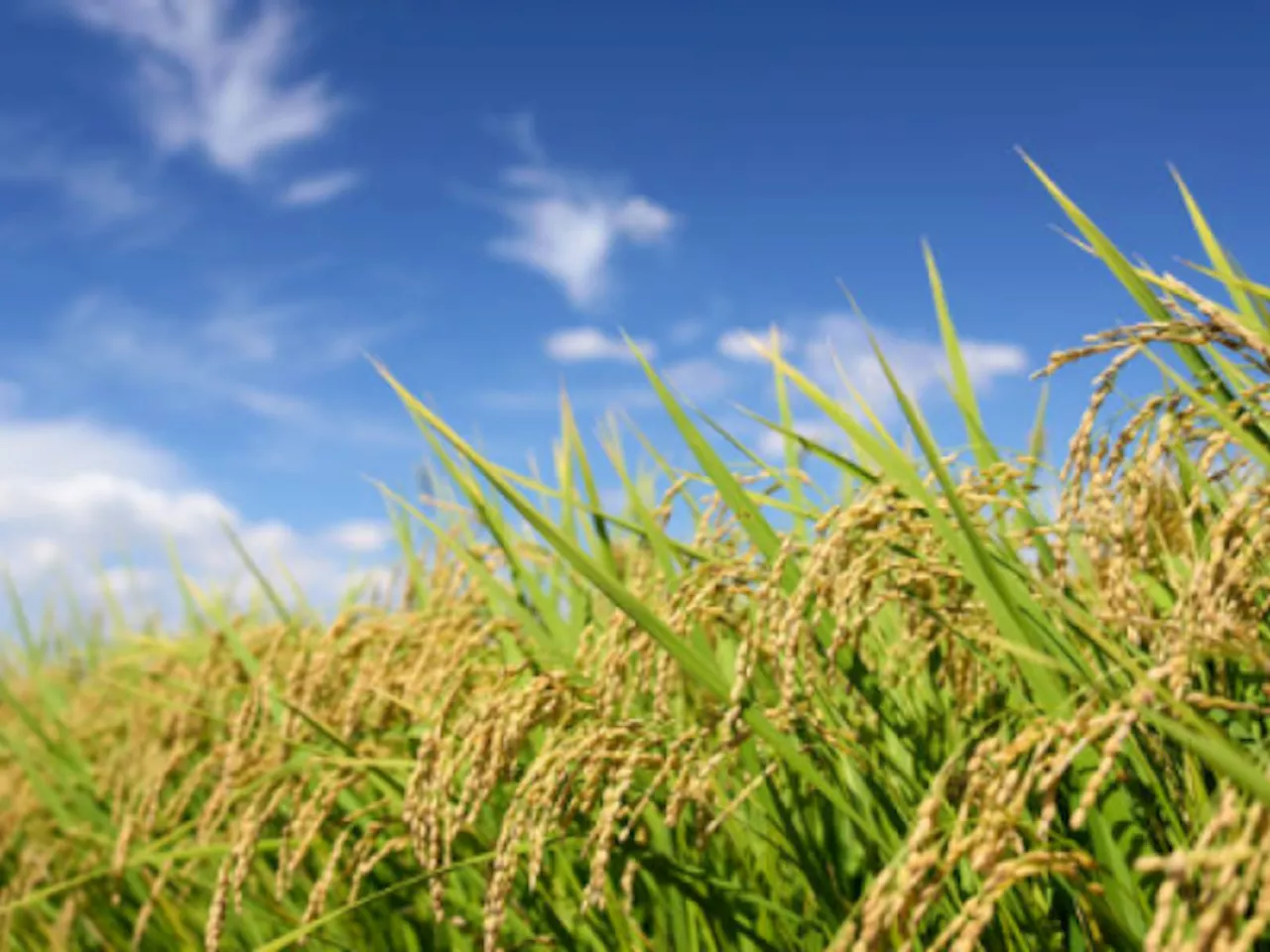 Japón planea liberar reserva de arroz ante escalada del precio