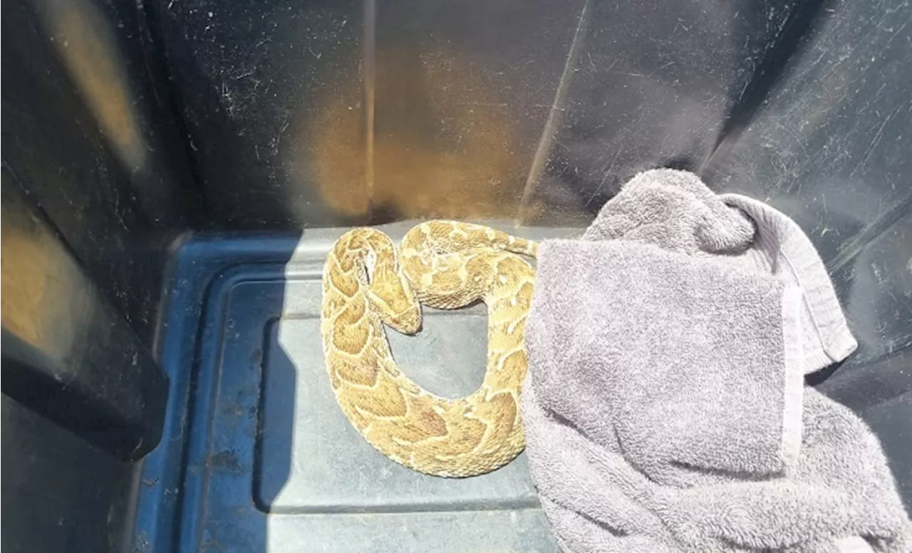 Snake catching officer lauded by N Cape police commissioner - SABC News - Breaking news, special reports,