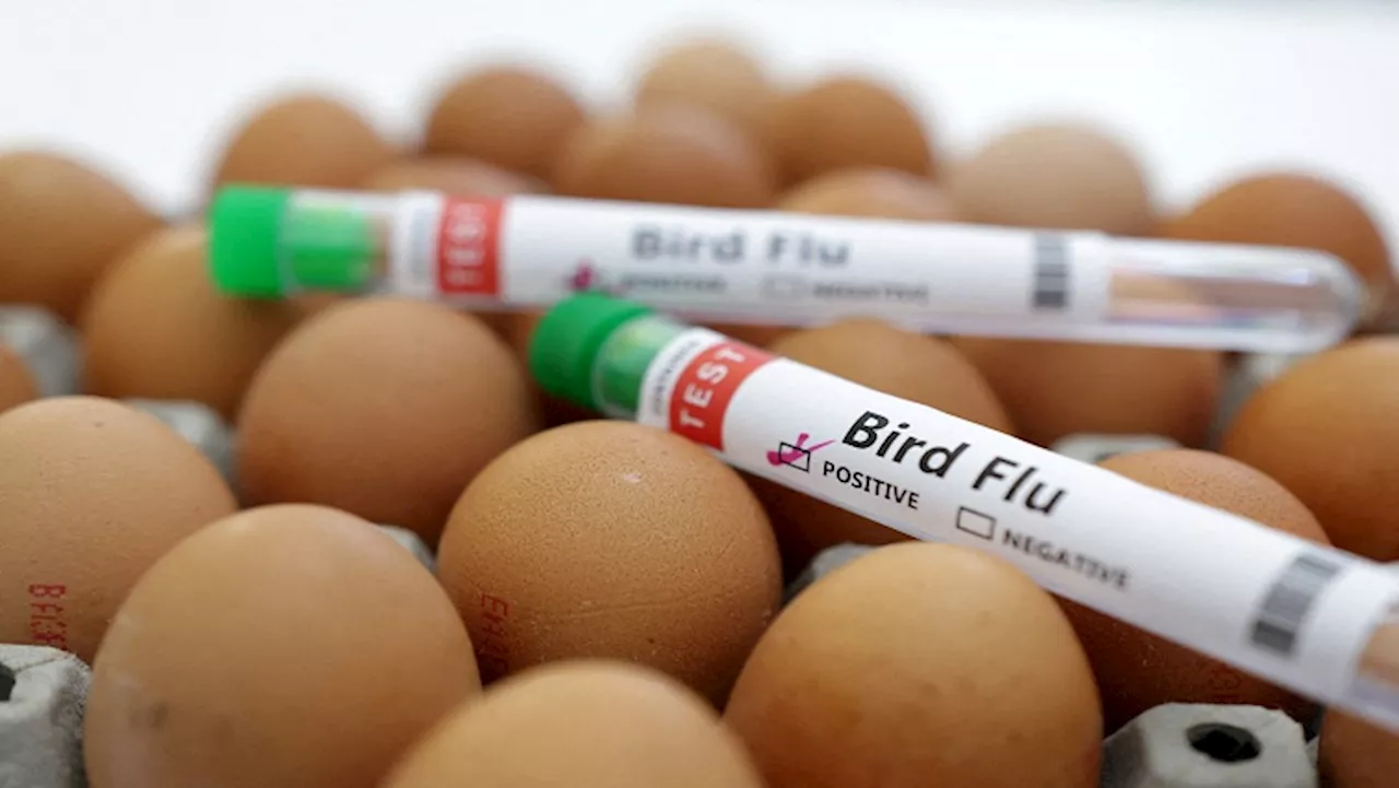 South African Poultry Industry Urges Government to Speed Up Avian Influenza Vaccination Rollout