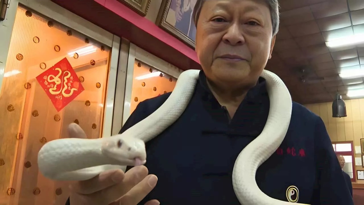 Taiwan Welcomes Lunar New Year with Albino Snakes