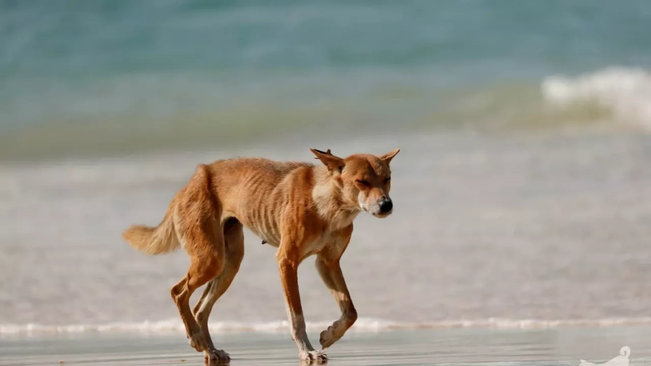 Fraser Island Visitors Urged to Be Dingo-Safe After Surge in Attacks