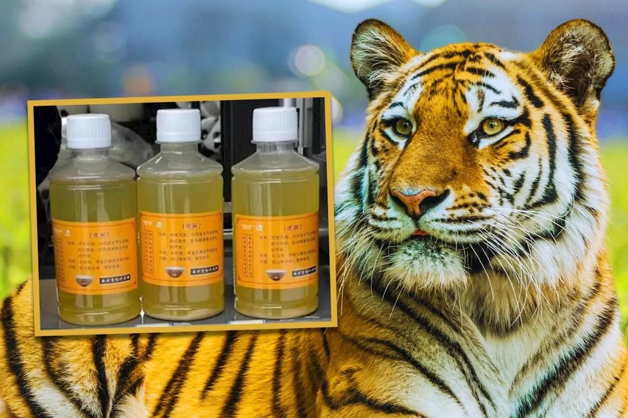 China Zoo Sells Tiger Urine as Medicine, Sparking Outrage