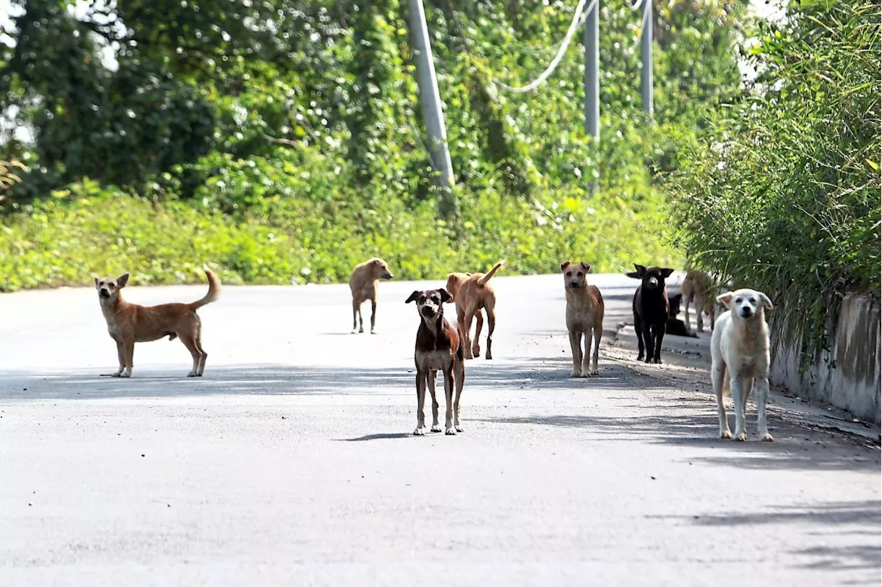 Elderly Woman Killed in Stray Dog Attack at Sabah Bus Terminal