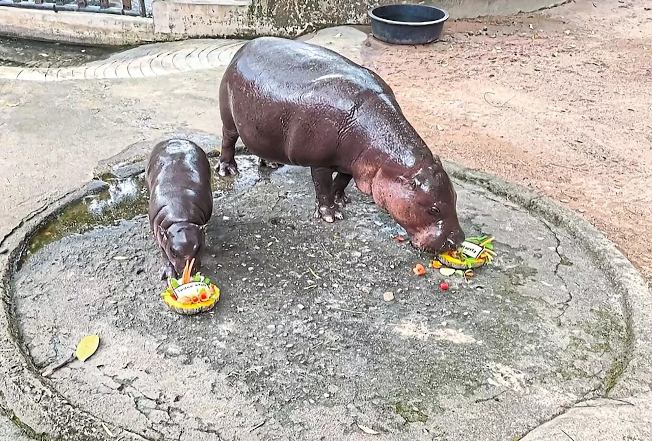 QuickCheck: Do hippos produce their own sunblock?