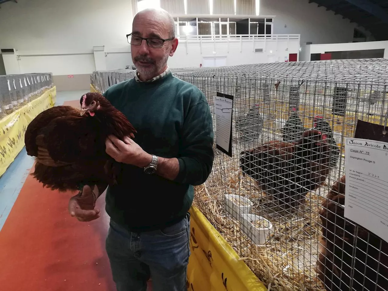 Exposition de volailles de races : Bergerac met fin à une tradition de 30 ans