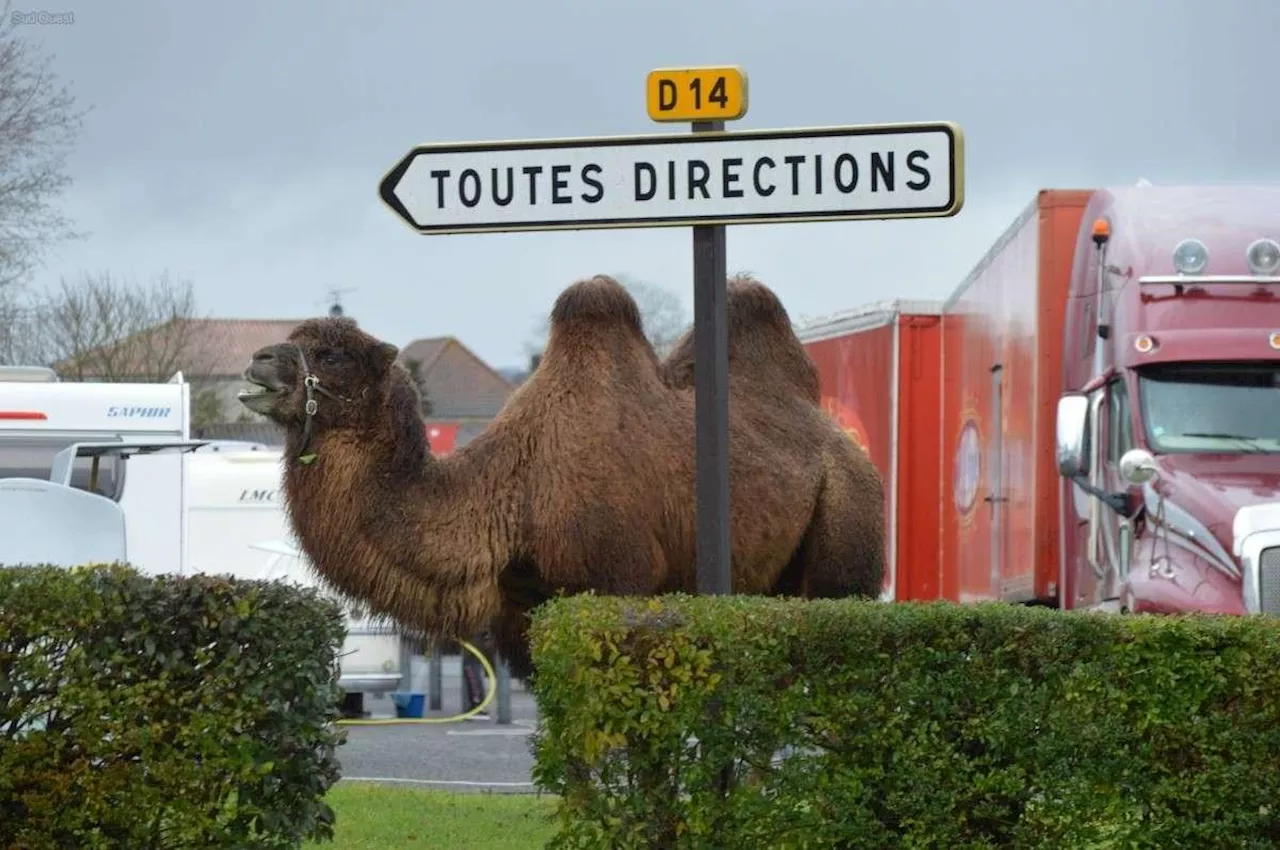 Le Chameau Vagabond de Rouillac et d'Autres Animaux Inattendus en Charente