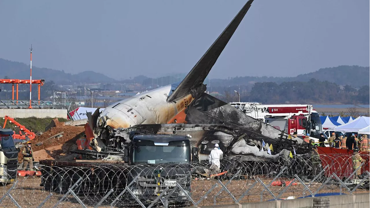 Nach Flugzeugabsturz in Südkorea: Bericht bestätigt Fund von Vogelfedern in den Triebwerken