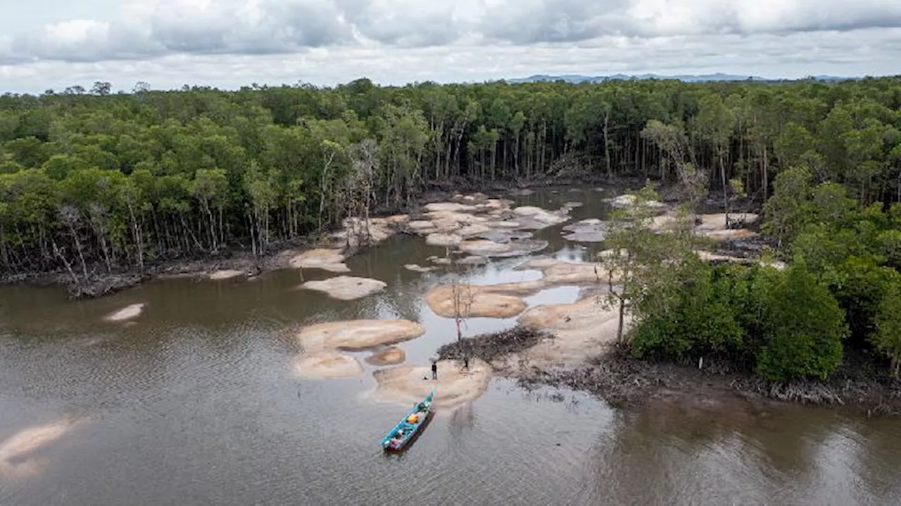 Kerusakan Hutan Mangrove akibat Penambangan Biji Timah Ilegal di Teluk Kelabat Dalam