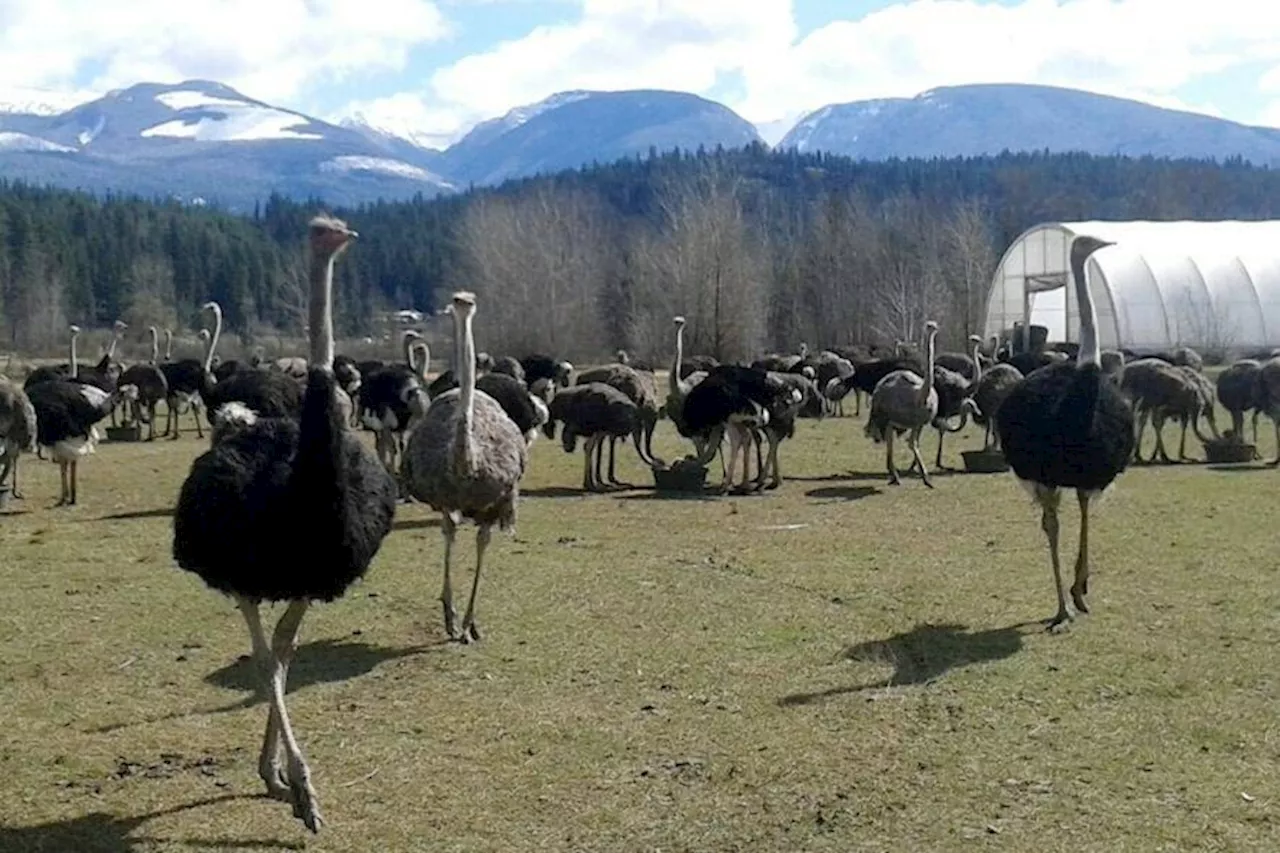 Lawyer Takes on CFIA Over Cull Order for B.C. Ostrich Farm