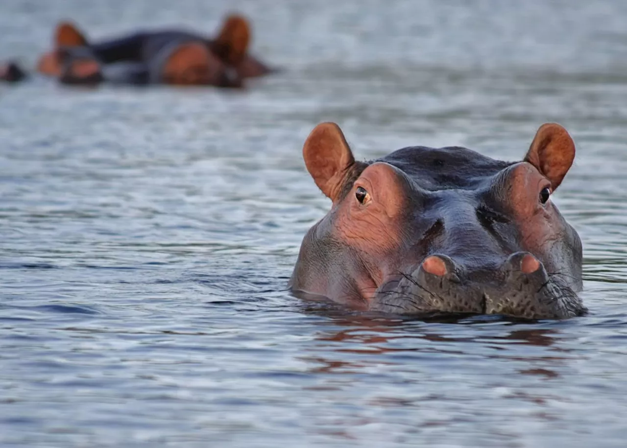 Body of Suspected Poacher Found in Kruger National Park