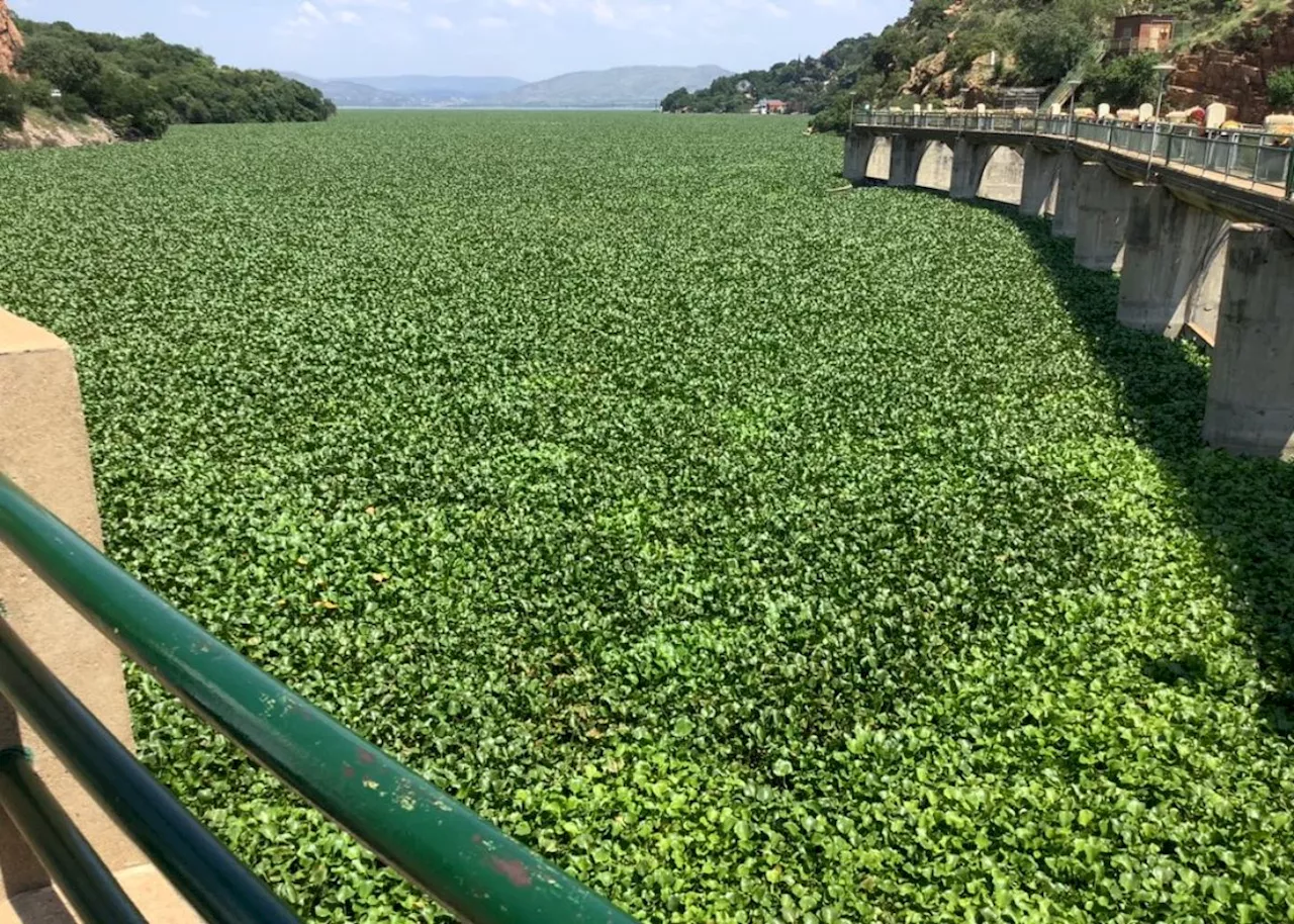 Invasive Hyacinth Threatens Hartbeespoort Dam