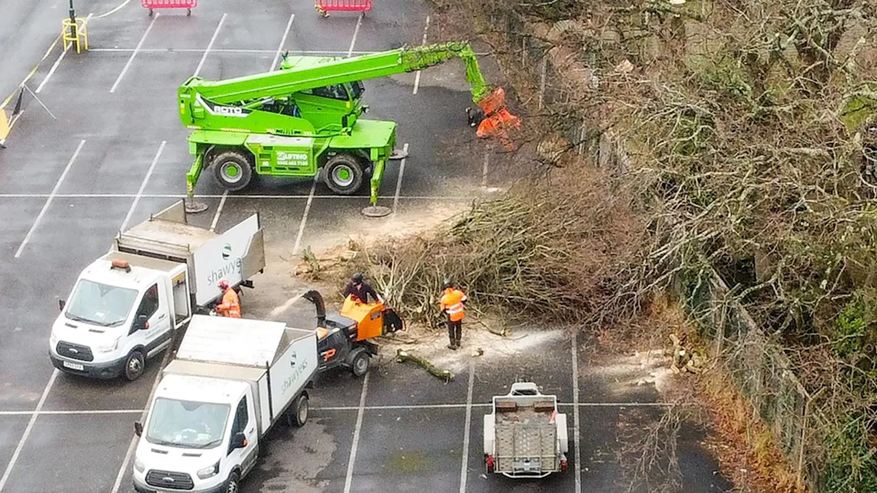 Outrage as Protected Oak Tree Felled to Address Subsidence