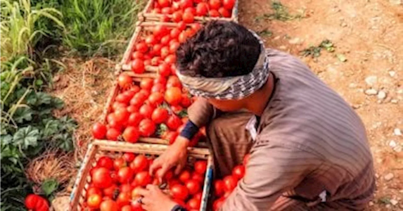 تعرف على كيفية مكافحة الحفار على محصول الطماطم