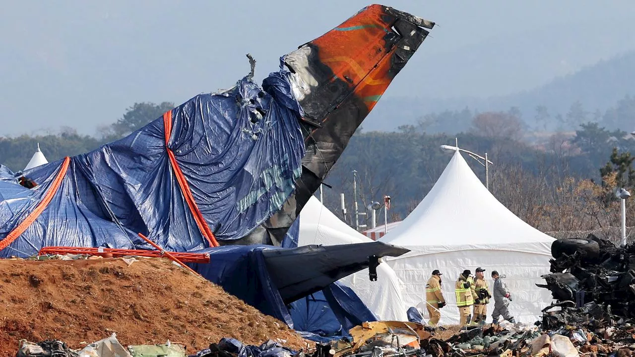 Flugzeugunglück in Südkorea: Vogelfedern und -blut gefunden