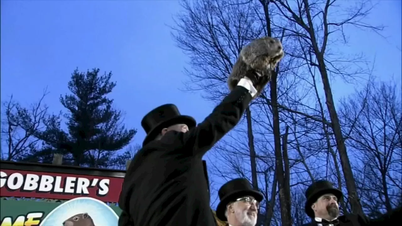 where does the groundhog live for groundhog day