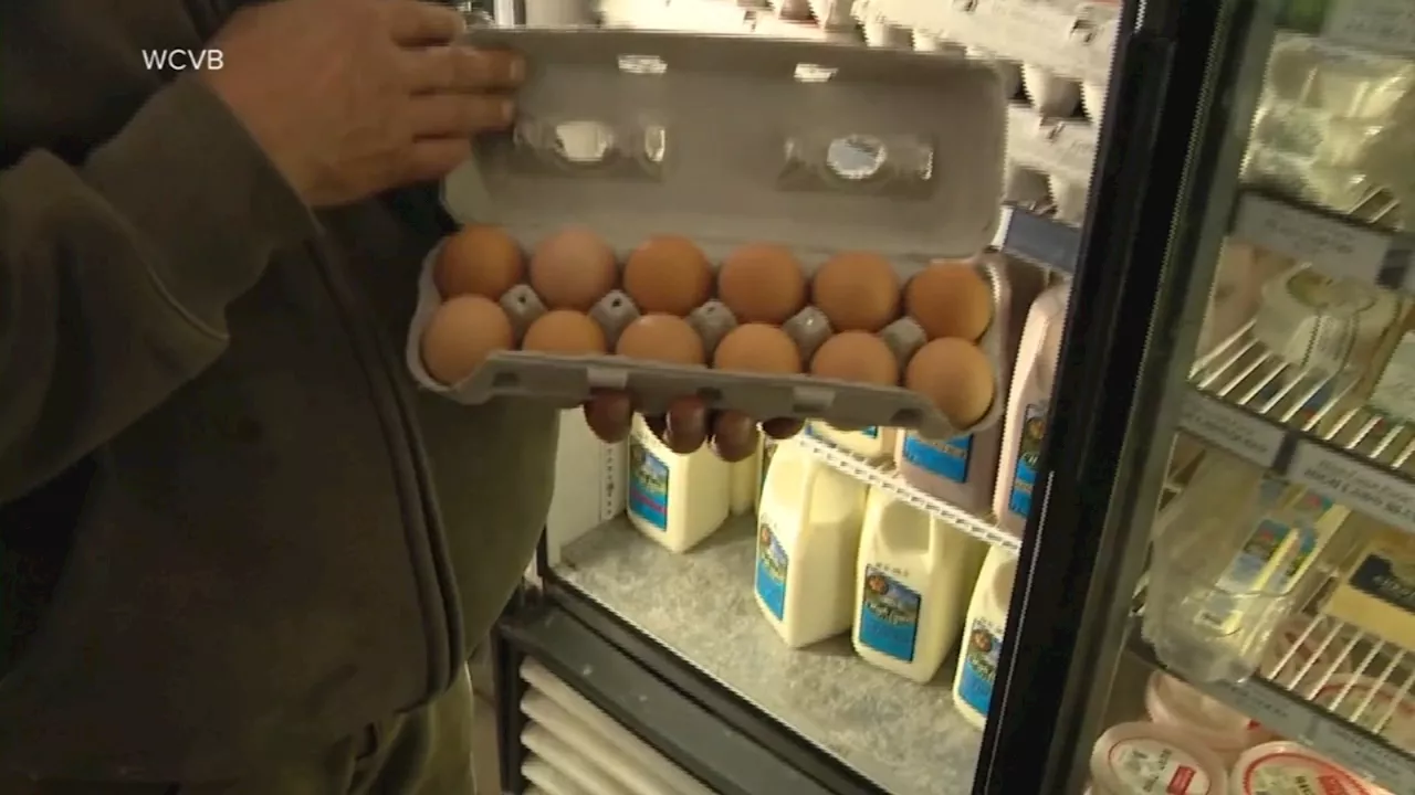 Bird Flu Ravages US Poultry, Driving Egg Prices to Record Highs