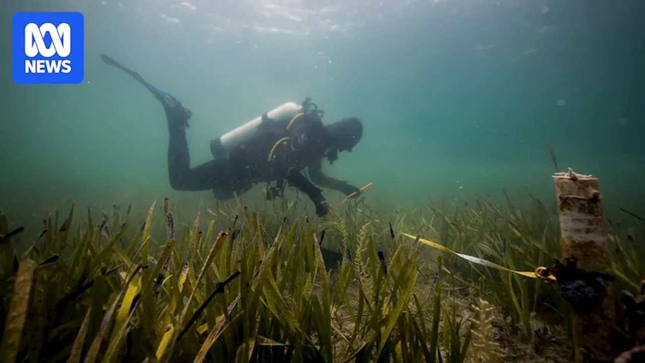 Marine heatwave likely cause of mass fish deaths on WA's Pilbara coast, authorities say