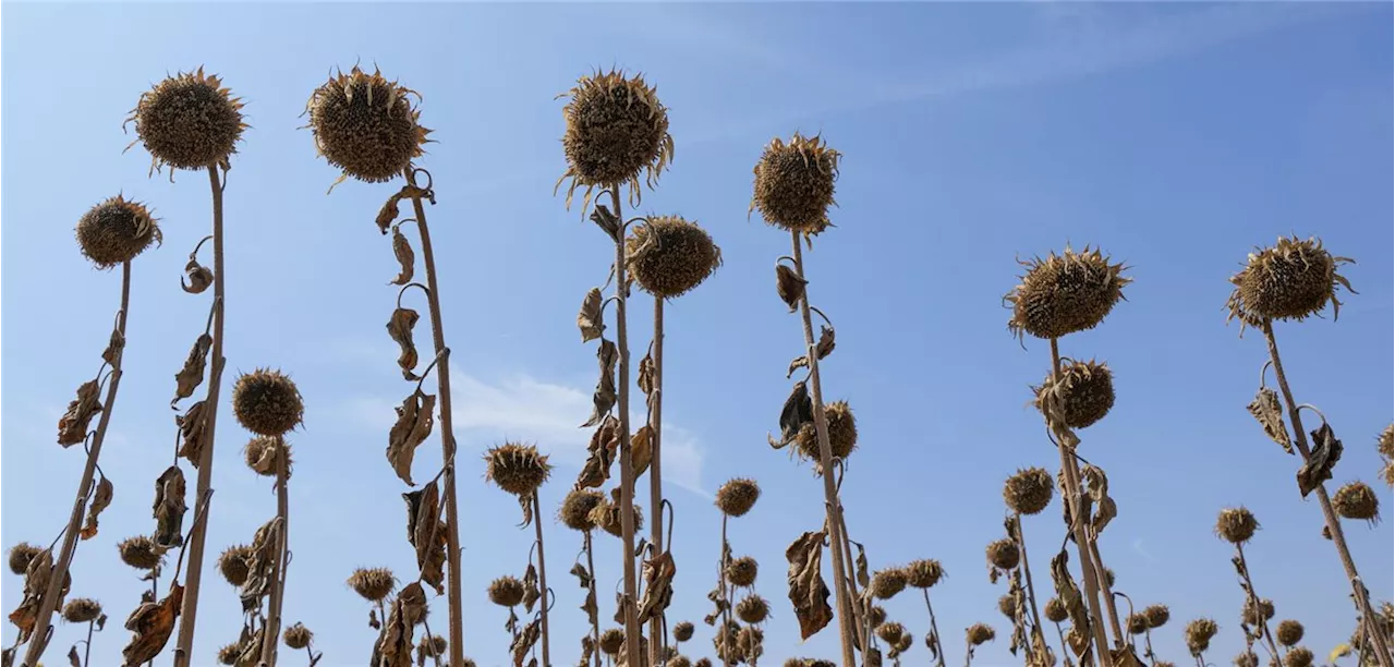 Modellierung : Wie viele Todesfälle bedingt der Klimawandel?