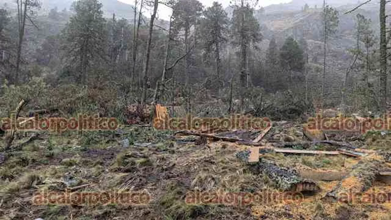 Talamontes sigue operando en faldas del Pico de Orizaba, denuncian