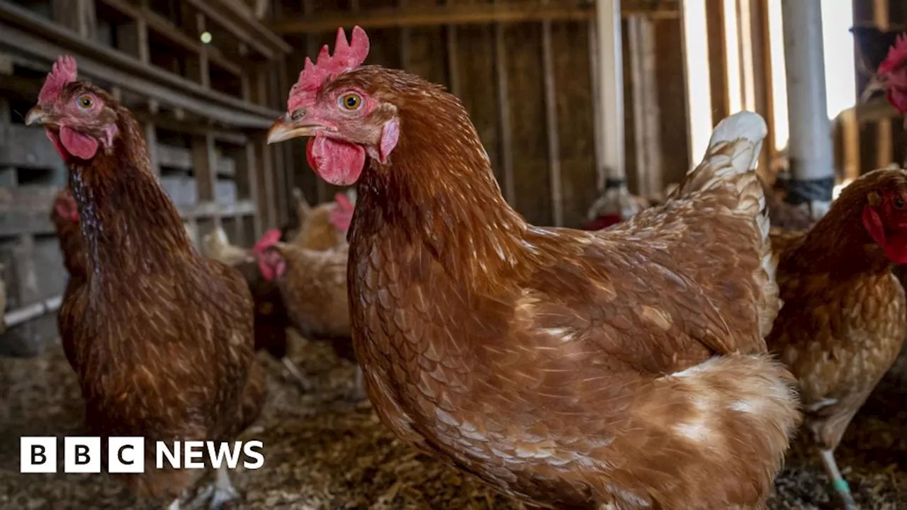 Bird Flu Outbreaks Lead to Culls and Expanded Protection Zones in East Yorkshire and Lincolnshire