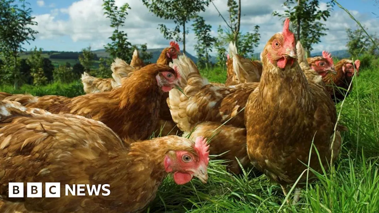 Bird flu restrictions in Shropshire aimed at helping farmers control disease