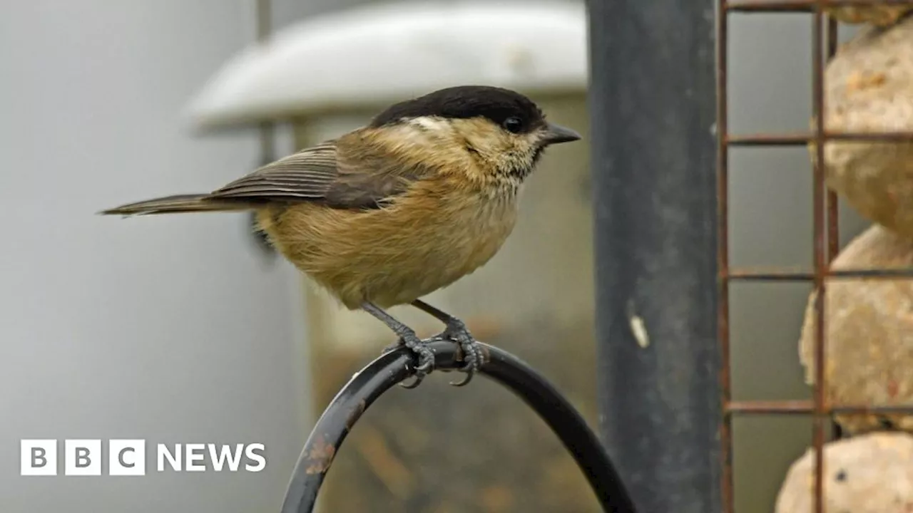 Project aims to save willow tit from extinction