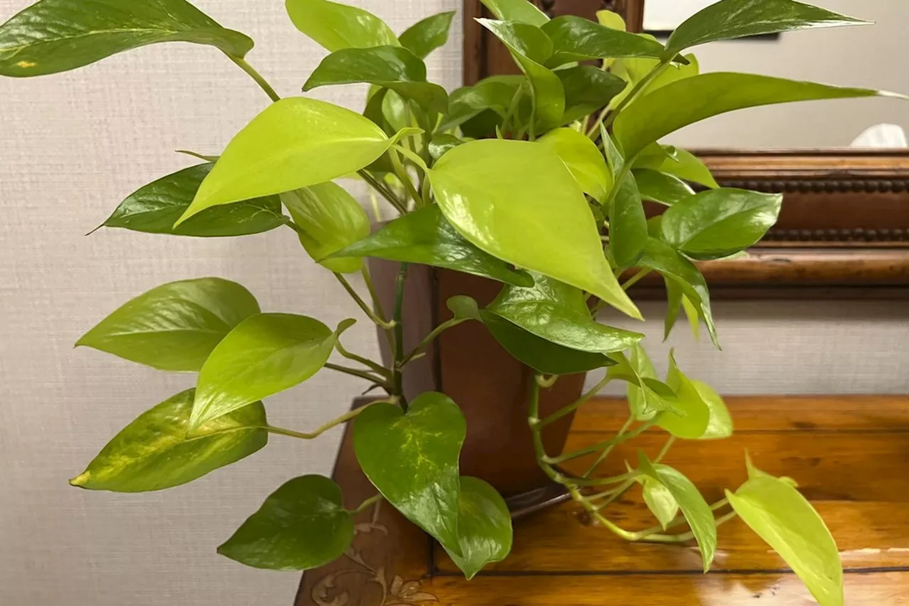 Low-Light Houseplants to Brighten Up Your Office Cubicle